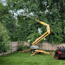 Best Tree Risk Assessment  in Silsbee, TX