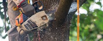 Best Lawn Pest Prevention  in Silsbee, TX