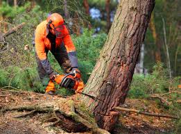 Best Commercial Tree Services  in Silsbee, TX