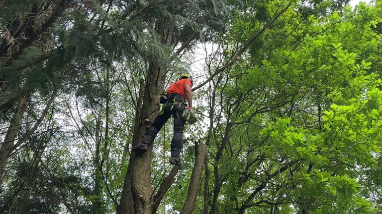 Best Tree Maintenance Programs  in Silsbee, TX