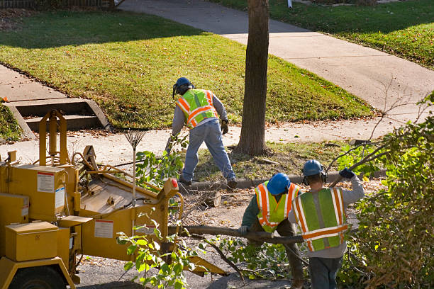 Best Lawn Drainage Solutions  in Silsbee, TX