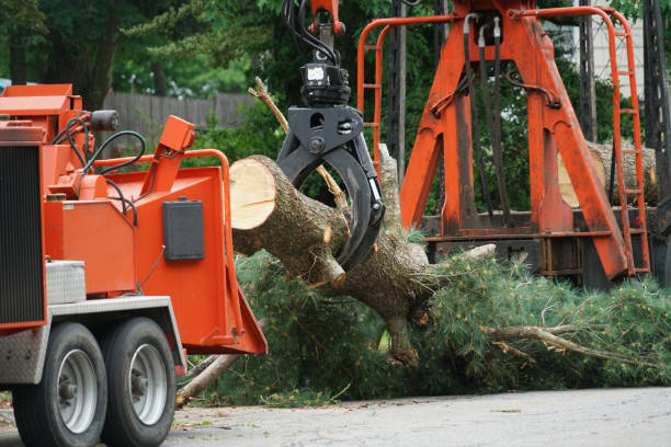 Best Grass Overseeding  in Silsbee, TX