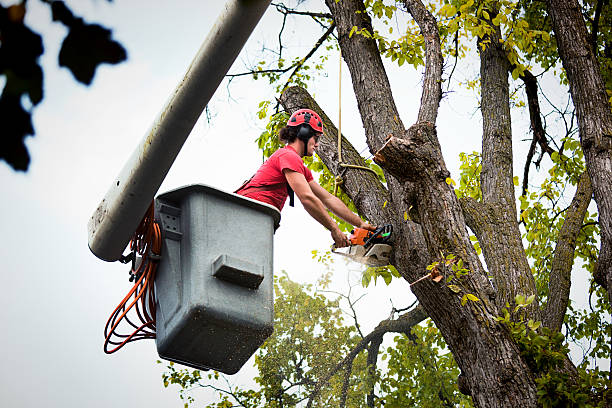 Best Arborist Consultation Services  in Silsbee, TX