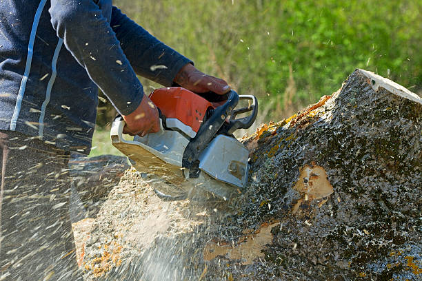 Best Lot and Land Clearing  in Silsbee, TX